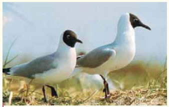 Kαστανοκέφαλος γλάρος