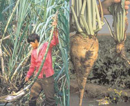 Σακχαροκάλαμα και σακχαρότευτλο