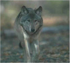 Εικ. 1.22 Οι λύκοι μιας αγέλης συνεργάζονται για να εξασφαλίσουν την τροφή τους.