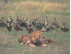 Εικ. 1.23 Ανάμεσα στους οργανισμούς ενός οικοσυστήματος αναπτύσσονται τροφικές σχέσεις.