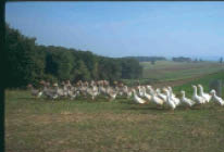 Εικ. 2.3 Οργανισμοί που οργανώνονται σε ομάδες και έχουν κοινωνική συμπεριφορά.