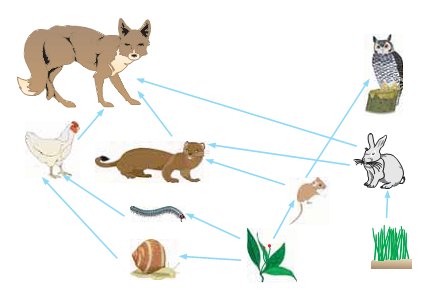 Εικ. 2.13. Τα τροφικά πλέγματα είναι πιο πολύπλοκα από τις τροφικές αλυσίδες, αποδίδουν όμως πιο πιστά την πραγματικότητα. Μας παρέχουν επίσης τη δυνατότητα να μελετήσουμε ορισμένους από τους ρυθμιστικούς μηχανισμούς με τους οποίους επιτυγχάνεται η ισορροπία μέσα σε ένα οικοσύστημα.