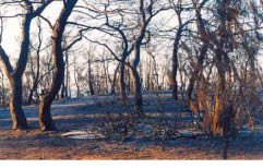 Εικ. 2.25 Η κύρια αιτία πυρκαγιών στην Ελλάδα είναι ο εμπρησμός.