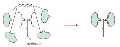 Εικ. 4.5 Τα αντιγόνα ταιριάζουν με τα αντισώματα όπως το κλειδί με την κλειδαριά.