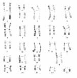Εικ. 5.5 Καρυότυπος χιμπαντζή.