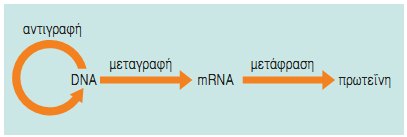 Εικ. 5.13 Το Κεντρικό Δόγμα της βιολογίας.