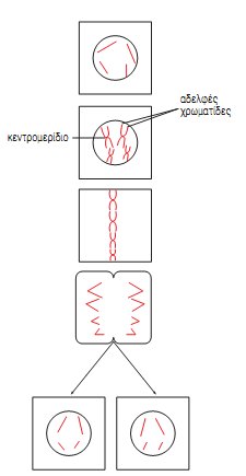 Εικ. 5.19 Τα στάδια της μίτωσης.