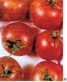 Εικ. 6.4 Οι ντομάτες στη φωτογραφία (α) ανήκουν στην ίδια ποικιλία με αυτές της φωτογραφίας (β) και έχουν συλλεγεί ταυτόχρονα. Οι ντομάτες της φωτογραφίας (α) έχουν τροποποιηθεί με γονίδιο που τους προσδίδει την ιδιότητα να διατηρούνται για μεγαλύτερο χρονικό διάστημα.