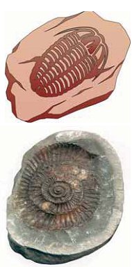 Εικ. 7.5 Απολιθώματα.