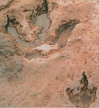 Εικ. 7.8 Αυτά τα απολιθωμένα ίχνη βοηθούν τους επιστήμονες να υπολογίσουν το μήκος του διασκελισμού των δεινοσαύρων.