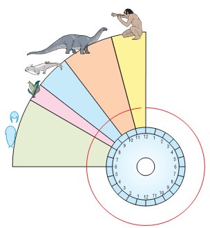 Εικ. 7.10 Για να κατανοήσουμε πόσο μικρό χρονικό διάστημα υπάρχει ο άνθρωπος στη Γη σε σχέση με άλλες μορφές ζωής, αρκεί να υποθέσουμε ότι η ιστορία της ζωής μετρά 24 ώρες. Τότε ο άνθρωπος υπάρχει στη Γη για λιγότερο από ένα λεπτό.