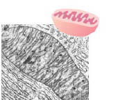 Εικ. 1.10 Στα μιτοχόνδρια παρατηρούμε την εξωτερική και την εσωτερική μεμβράνη, η οποία σχηματίζει αναδιπλώσεις.