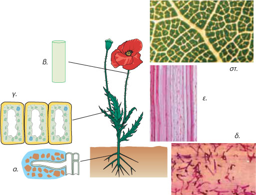 Εικ. 1.16 Τα ριζικά τριχίδια (α και δ) είναι αποφυάδες κυττάρων της ρίζας. Είναι πολύ λεπτά και μακριά και έτσι μπορούν να απορροφούν νερό από το έδαφος. Τα κύτταρα του ξυλώματος (β και ε) σχηματίζουν μικρούς σωλήνες που μεταφέρουν το νερό από τις ρίζες προς τα υπόλοιπα μέρη του φυτού. Τα κύτταρα των φύλλων (γ και στ) διαθέτουν πολλούς χλωροπλάστες και έτσι μπορούν να φωτοσυνθέτουν.