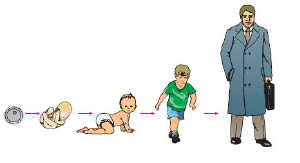 Εικ. 1.18 Το πρώτο κύτταρο των πολυκύτταρων οργανισμών που αναπαράγονται αμφιγονικά, όπως ο άνθρωπος, είναι το ζυγωτό.