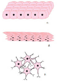 Εικ. 1.20 Στα ανώτερα ζώα συναντώνται όλα τα είδη ιστών. Στην εικόνα φαίνονται ο επιθηλιακός (α), ο μυϊκός (β) και ο ερειστικός ιστός (γ).