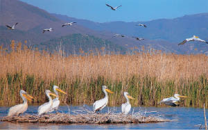 Εικ. 1.21 Ο υγροβιότοπος της Μικρής Πρέσπας.