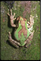 Εικ. 2.1 Η δυνατότητα προσαρμογής ενός οργανισμού στο περιβάλλον στο οποίο ζει συμβάλλει στην επιβίωση.