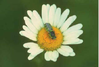 Εικ. 2.4 Οι οργανισμοί αναπτύσσουν σχέσεις που διευκολύνουν την αναπαραγωγή τους.