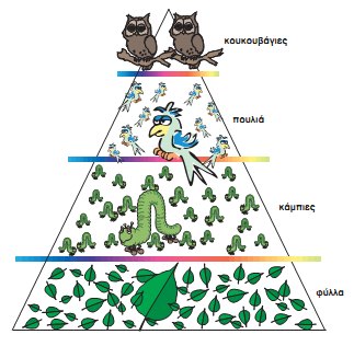 Εικ. 2.14 Σε μια πυραμίδα πληθυσμού συνήθως παρατηρούμε μείωση πληθυσμού από επίπεδο σε επίπεδο, προχωρώντας από το επίπεδο των παραγωγών προς τα επίπεδα των ανώτερων καταναλωτών.