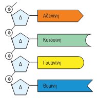 Εικ. 5.7 Τα τέσσερα δεοξυριβονουκλεοτίδια (με Φ συμβολίζεται η φωσφορική ομάδα και με Δ το σάκχαρο δεοξυριβόζη).