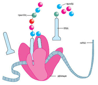 Εικ. 5.12 Η διαδικασία της μετάφρασης (πρωτεϊνοσύνθεση).
