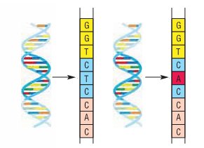 Εικ. 5.18 Τα αλληλόμορφα εντοπίζονται στις αντίστοιχες θέσεις στα ομόλογα χρωμοσώματα. Στη συγκεκριμένη περίπτωση, διαφέρουν σε ένα νουκλεοτίδιο.