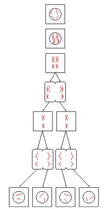 Εικ. 5.21 Σχηματική παράσταση της μείωσης για ένα υποθετικό κύτταρο με δύο ζεύγη ομόλογων χρωμοσωμάτων.