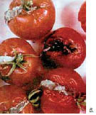 Εικ. 6.4 Οι ντομάτες στη φωτογραφία (α) ανήκουν στην ίδια ποικιλία με αυτές της φωτογραφίας (β) και έχουν συλλεγεί ταυτόχρονα. Οι ντομάτες της φωτογραφίας (α) έχουν τροποποιηθεί με γονίδιο που τους προσδίδει την ιδιότητα να διατηρούνται για μεγαλύτερο χρονικό διάστημα.