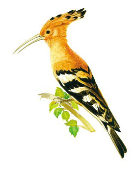 Tσαλαπετεινός. [Aντιγρ.: Λ. Aμαραντίδου.]