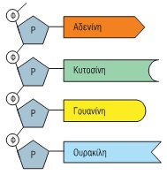 Εικ. 5.9 Τα τέσσερα ριβονουκλεοτίδια (με Φ συμβολίζεται η φωσφορική ομάδα και με P το σάκχαρο ριβόζη).