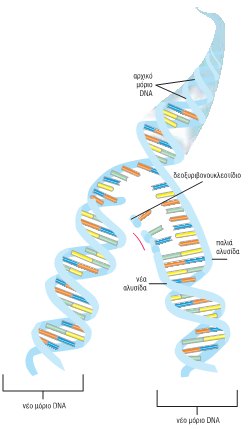 Εικ. 5.10 Η αντιγραφή του DNA.