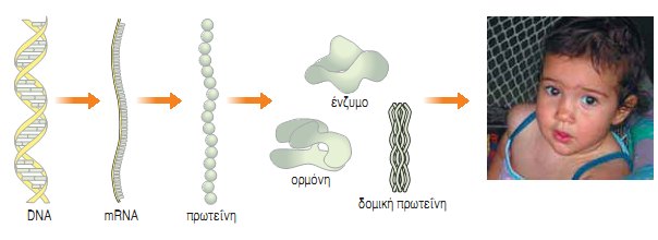 Εικ. 5.14 Από τα γονίδια στα χαρακτηριστικά.