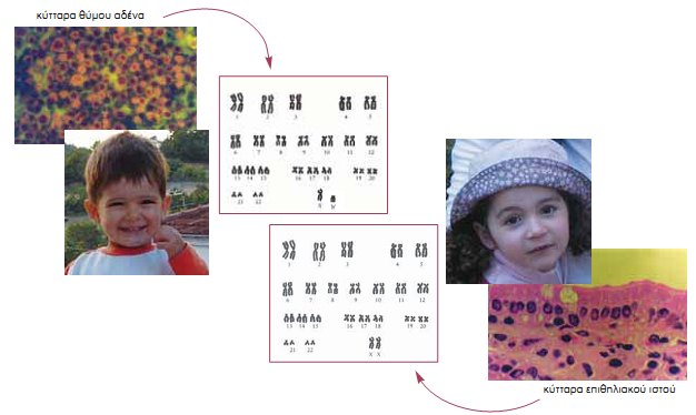 Εικ. 5.6 Τα σωματικά κύτταρα των ανθρώπων περιέχουν 22 ζεύγη αυτοσωμικών χρωμοσωμάτων και ένα ζεύγος φυλετικών.