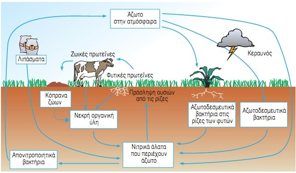 Εικ. 2.18 Ο κύκλος του αζώτου.