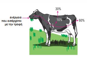 Εικ. 2.7 Ένας καταναλωτής χρησιμοποιεί μέρος της ενέργειας που εξασφαλίζει από την τροφή του για την κάλυψη των αναγκών του. Η διάσπαση των ουσιών της τροφής γίνεται στο εσωτερικό του κυττάρου (κυτταρική αναπνοή). Η κυτταρική αναπνοή μπορεί να περιγραφεί απλά με την παρακάτω χημική εξίσωση: