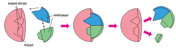 Εικ. 3.1 Ο τρόπος με τον οποίο δρουν τα ένζυμα είναι πάρα πολύ απλός: κάθε ένζυμο έχει μια συγκεκριμένη τρισδιάστατη δομή. Μια περιοχή του ενζύμου, που ονομάζεται ενεργό κέντρο, είναι η θέση όπου θα δεσμευτούν τα μόρια που πρόκειται να αντιδράσουν (υπόστρωμα) με το ένζυμο. Η σύνδεση του υποστρώματος (αντιδρώντα) με το ένζυμο φέρνει κοντά τα αντιδρώντα και τους παρέχει τις κατάλληλες προΰποθέσεις να αντιδράσουν. Με αυτόν τον τρόπο διευκολύνεται η αντίδραση. Μόλις ολοκληρωθεί η αντίδραση, τα μόρια που δημιουργήθηκαν (προϊόντα) απομακρύνονται και το ένζυμο παραμένει όπως ήταν πριν απ’ αυτή. Έτσι, νέα αντιδρώντα μόρια (υπόστρωμα) μπορούν να δεσμευτούν στο ενεργό κέντρο του ίδιου ενζύμου.