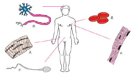 Εικ. 1.15 Κάθε είδος κυττάρου στο ανθρώπινο σώμα επιτελεί συγκεκριμένη λειτουργία. Έτσι, για παράδειγμα, το νευρικό κύτταρο (α) διαβιβάζει μηνύματα. Ένα τμήμα του θυμίζει καλώδιο. Το ερυθρό αιμοσφαίριο (β) οφείλει το χρώμα του σε μία πρωτεΐνη, την αιμοσφαιρίνη, η οποία μεταφέρει οξυγόνο. Το σπερματοζωάριο (γ) διαθέτει μαστίγιο, γιατί πρέπει να κινηθεί μέχρι να συναντήσει το ωάριο. Τα οστικά κύτταρα (δ) και τα μυϊκά (ε) έχουν δομή που εξυπηρετεί τις λειτουργίες τους.