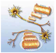 Διάδοση ενός νευρικού ερεθίσματος κατά μήκος του νευρικού άξονα.