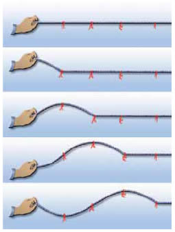 Εγκάρσιο κύμα σε σχοινί