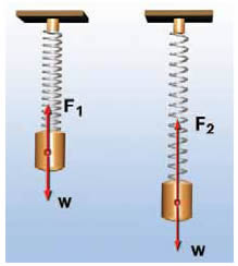 (α) Θέση ισορροπίας: Η δύναμη F1 είναι ίση με το βάρος W. (β) Τυχαία θέση: Η δύναμη F2 είναι μεγαλύτερη από το βάρος W.