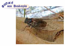 τζίτζικας, αν και παράγει ήχους από 7.000-100.000 Ηz, τρίβοντας τα πόδια του σε μια σκληρή μεμβράνη στη κοιλιά του, ακούει ελάχιστους από αυτούς.