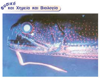 Αυτό το ωκεάνιο ψάρι εκπέμπει φως από διάφορα όργανα του σώματός του.Πολλά είδη έμβιων οργανισμών που ζουν στους ωκεανούς ή στην ξηρά εκπέμπουν φως. Το φαινόμενο αυτό λέγεται βιοφωτισμός. Ορισμένα από τα κύτταρα αυτών των οργανισμών περιέχουν μόρια τα οποία αντιδρούν με το οξυγόνο. Τα μόρια των προϊόντων που παράγονται περιέχουν μεγάλες ποσότητες ενέργειας την οποία εκπέμπουν με μορφή φωτονίων. Έτσι η χημική ενέργεια μετασχηματίζεται σε φωτεινή.